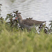 Common Redshank