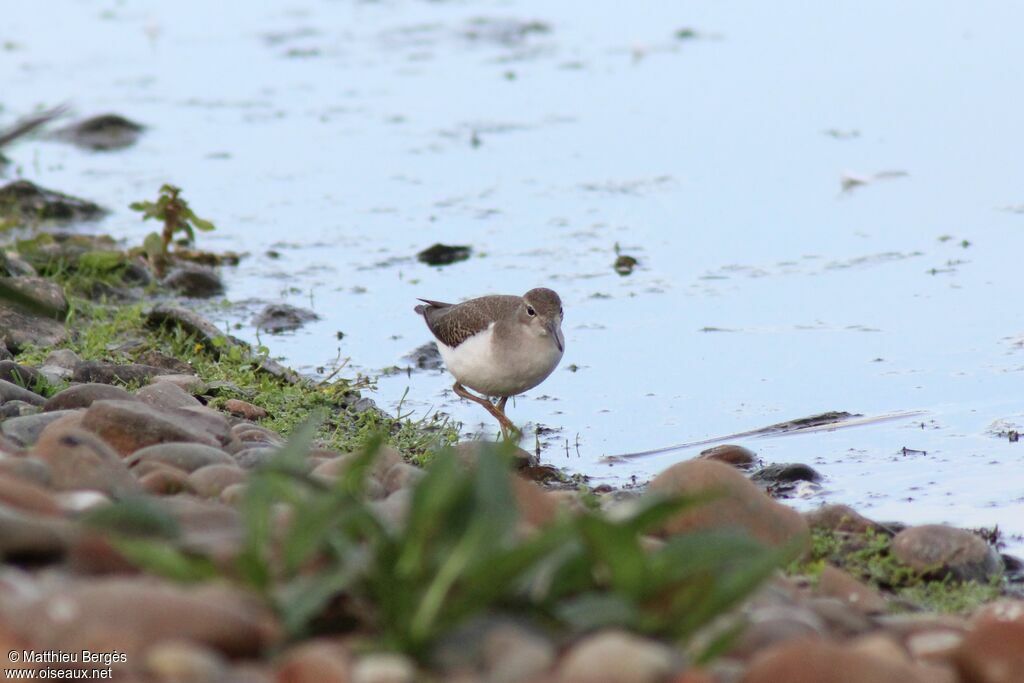 Spotted Sandpiper