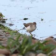 Spotted Sandpiper