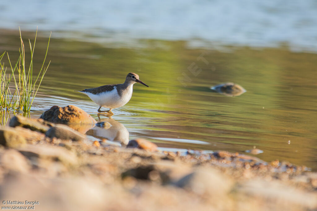 Common Sandpiper