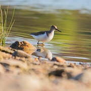 Common Sandpiper