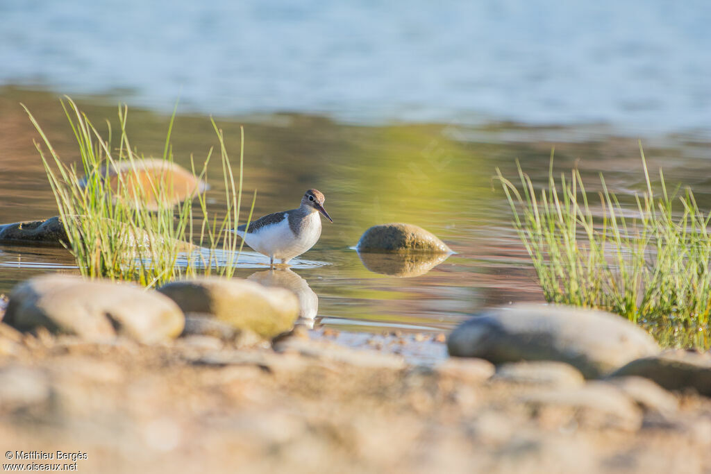 Common Sandpiper