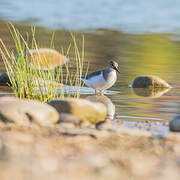 Common Sandpiper