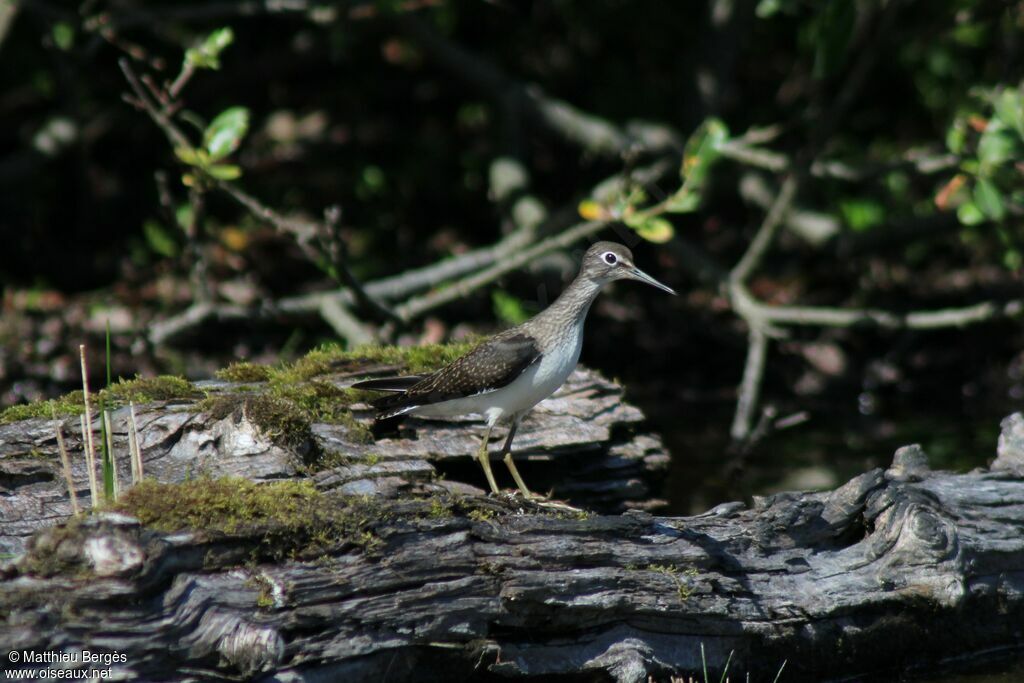 Solitary Sandpiper