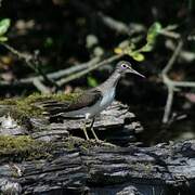 Solitary Sandpiper