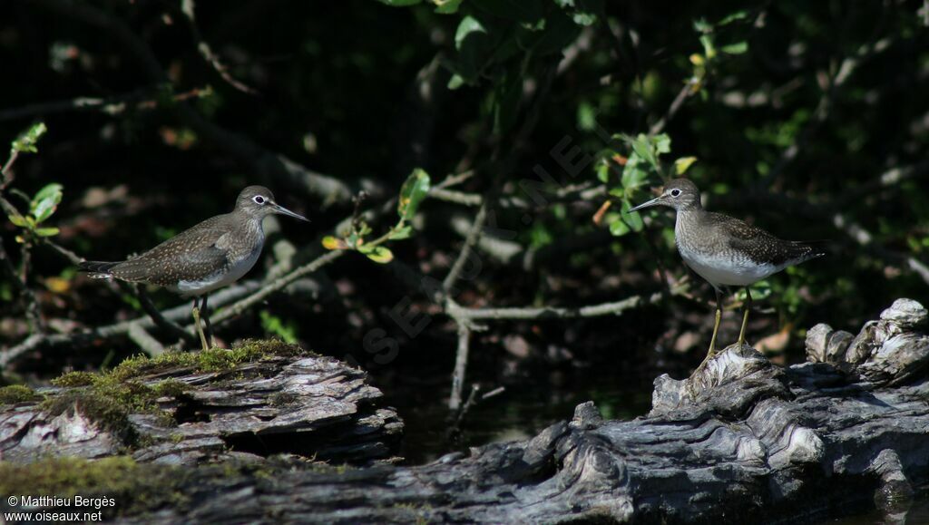 Solitary Sandpiper