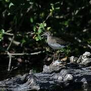 Solitary Sandpiper