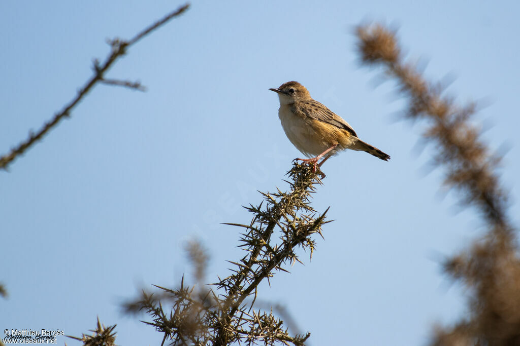 Zitting Cisticola