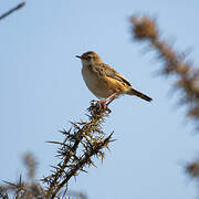 Zitting Cisticola