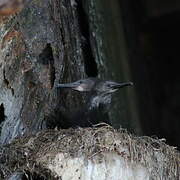 Pelagic Cormorant