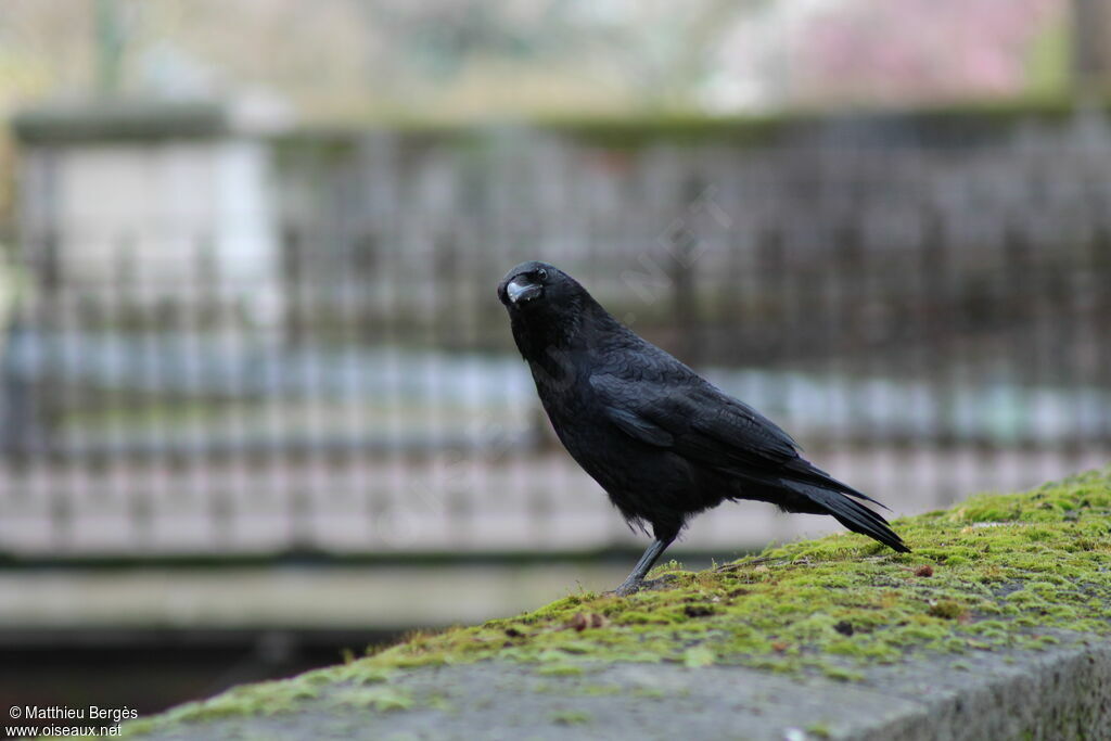 Carrion Crow