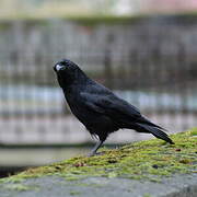 Carrion Crow