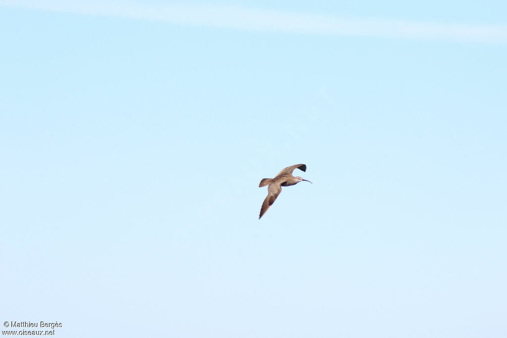 Eurasian Whimbrel