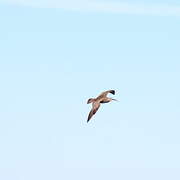 Eurasian Whimbrel