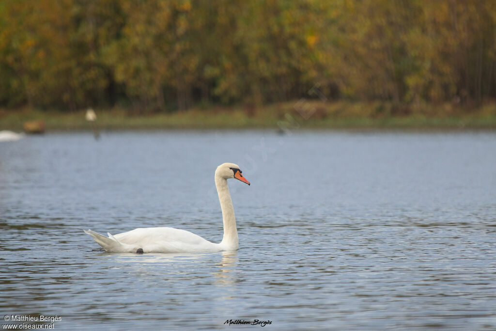 Cygne tuberculé