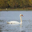 Cygne tuberculé