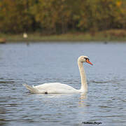 Mute Swan