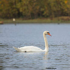 Cygne tuberculé