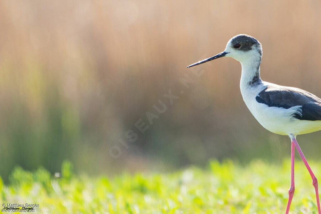 Black-winged Stilt