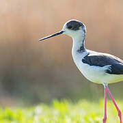 Black-winged Stilt