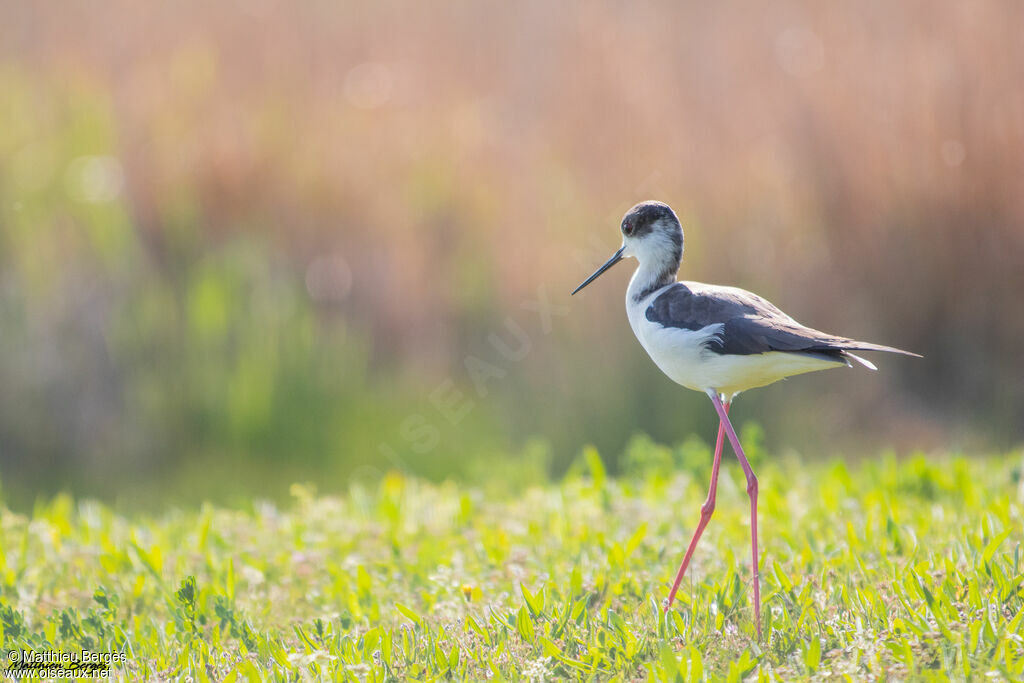 Black-winged Stilt