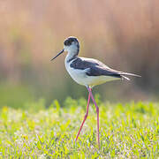 Black-winged Stilt