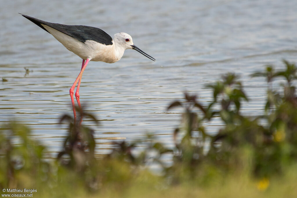 Black-winged Stilt