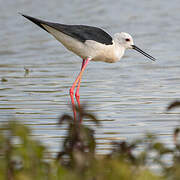 Black-winged Stilt