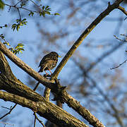 Common Starling