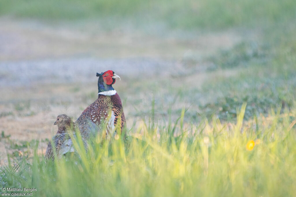 Common Pheasant