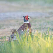 Common Pheasant