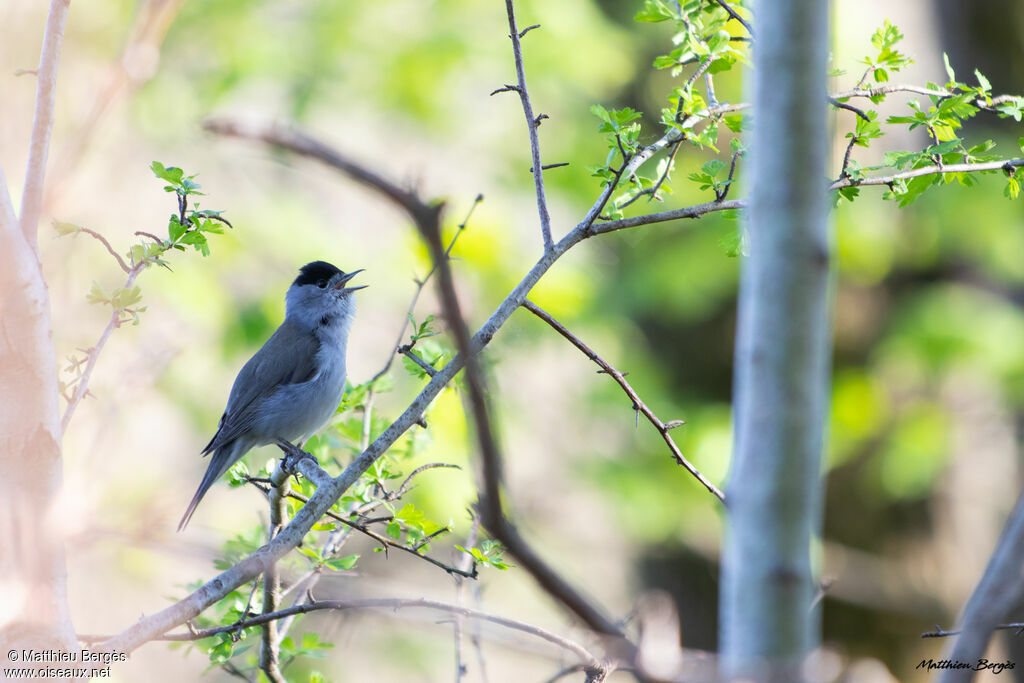 Eurasian Blackcap