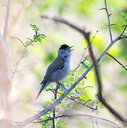 Eurasian Blackcap