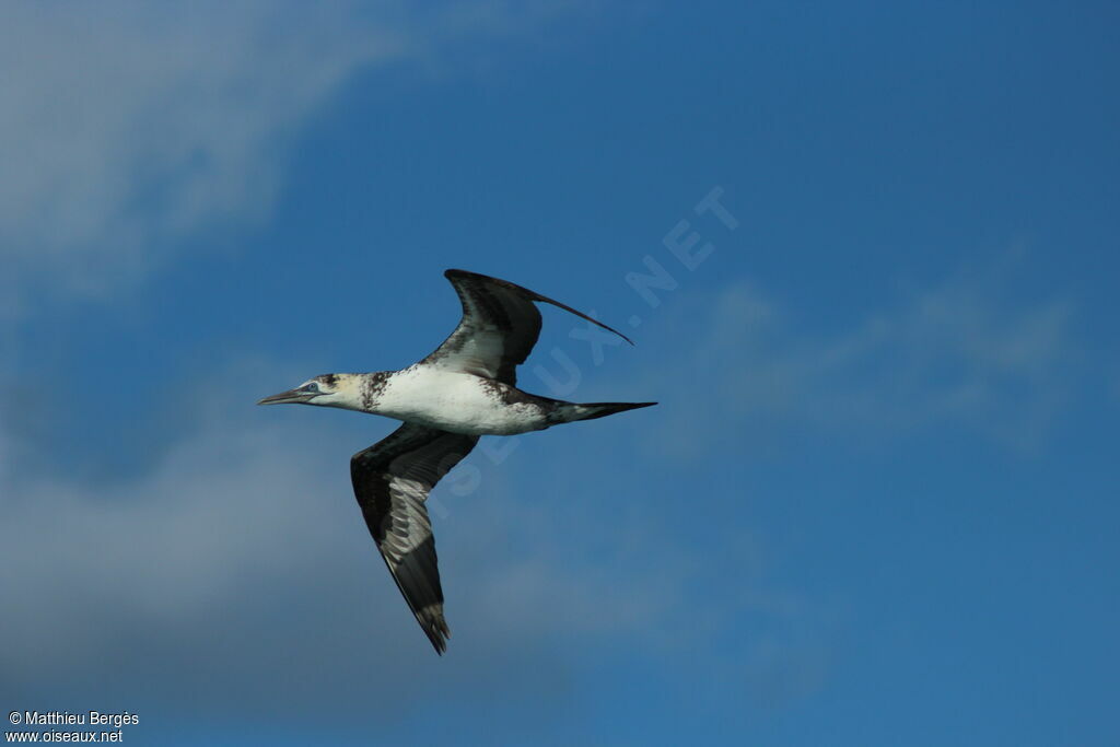 Northern Gannet