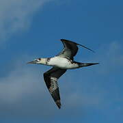 Northern Gannet