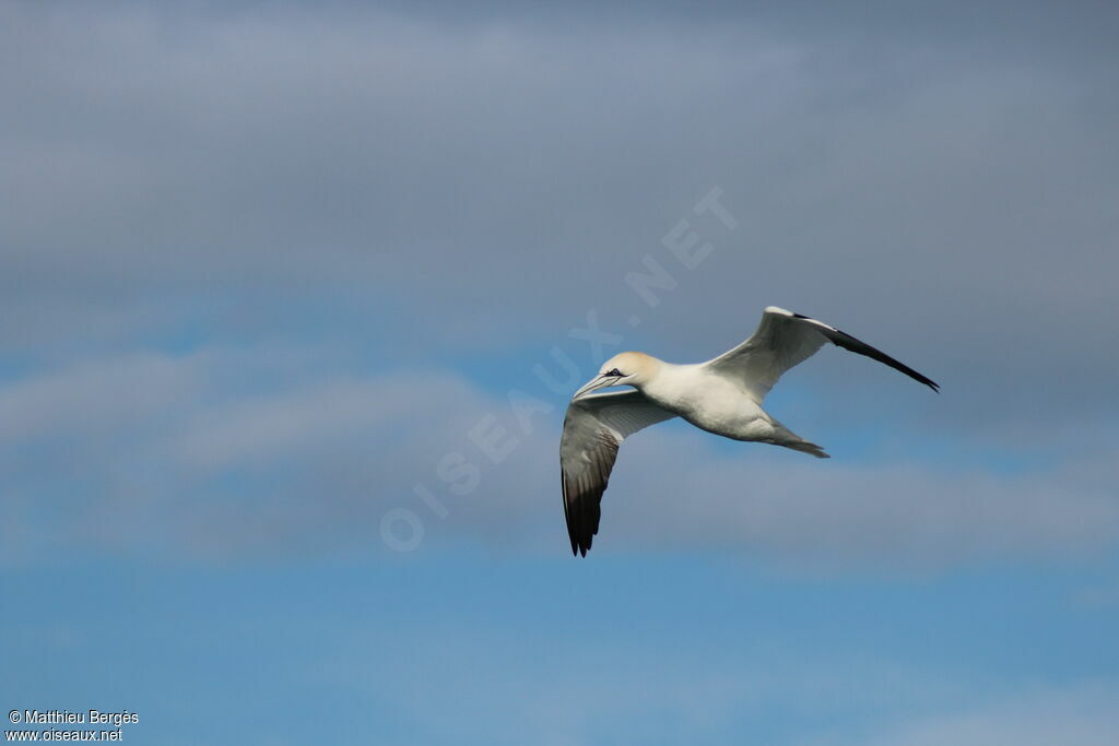 Northern Gannet