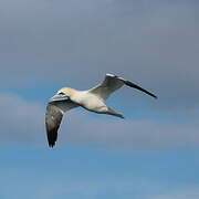 Northern Gannet