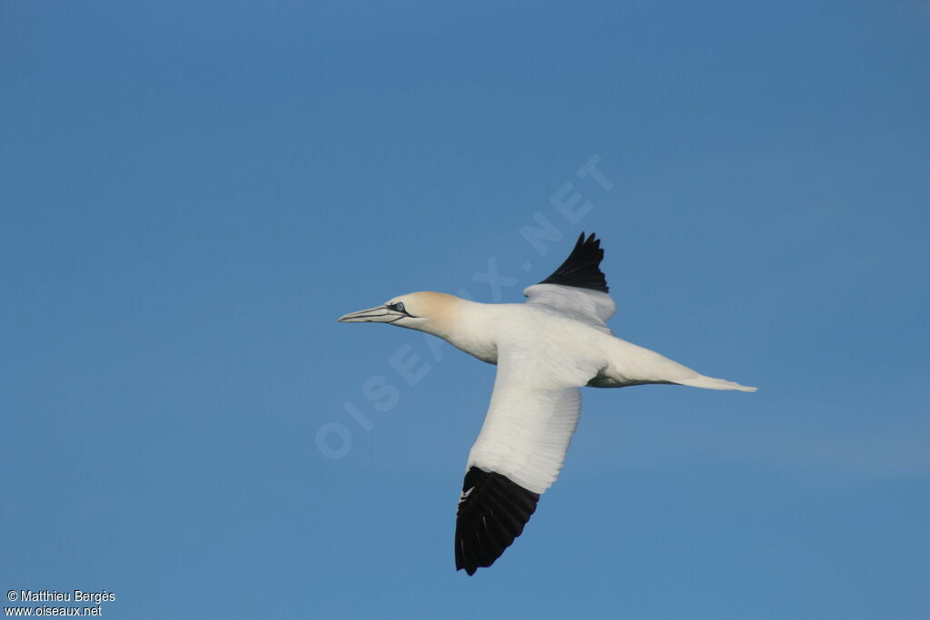 Northern Gannet