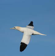 Northern Gannet