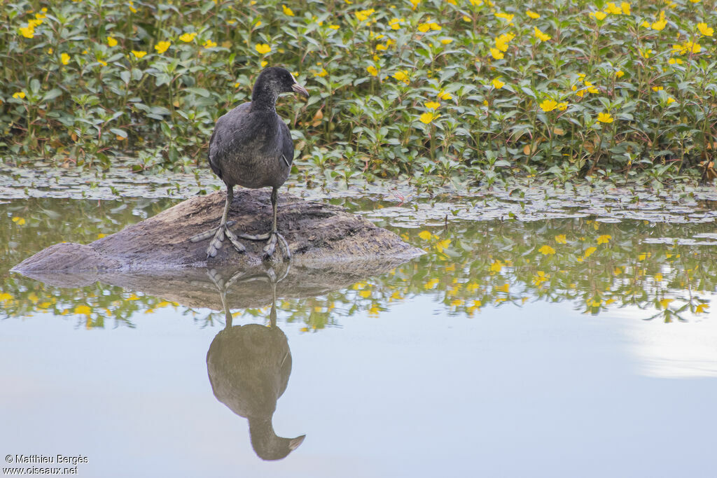 Eurasian Cootjuvenile