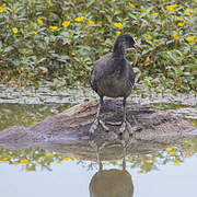 Eurasian Coot