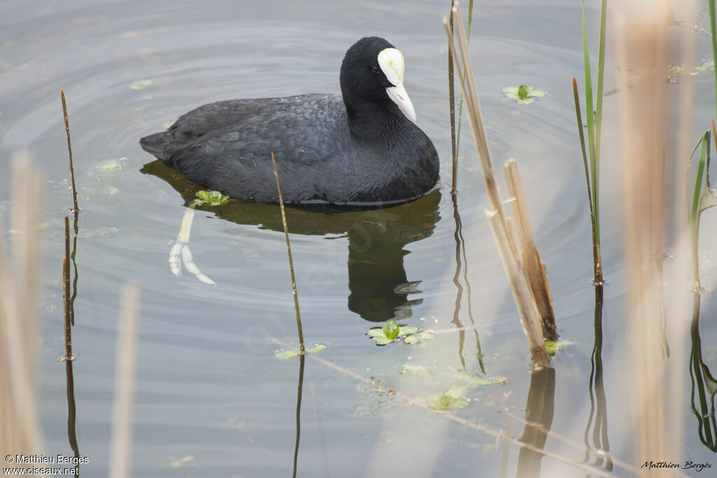 Eurasian Coot