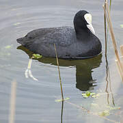 Eurasian Coot