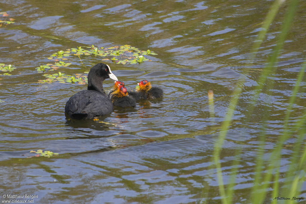 Eurasian Coot