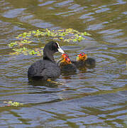 Eurasian Coot