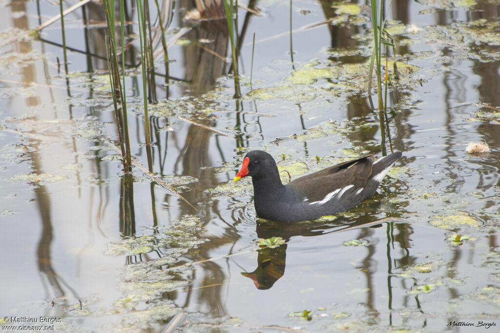 Common Moorhen