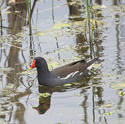 Gallinule poule-d'eau