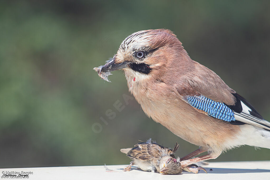 Eurasian Jay, eats