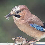 Eurasian Jay