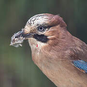 Eurasian Jay